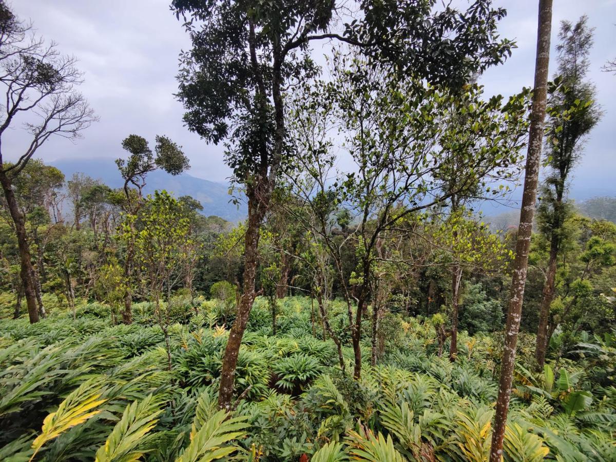 Munnar Home Stay Teadrops Plantation Villa Eksteriør bilde