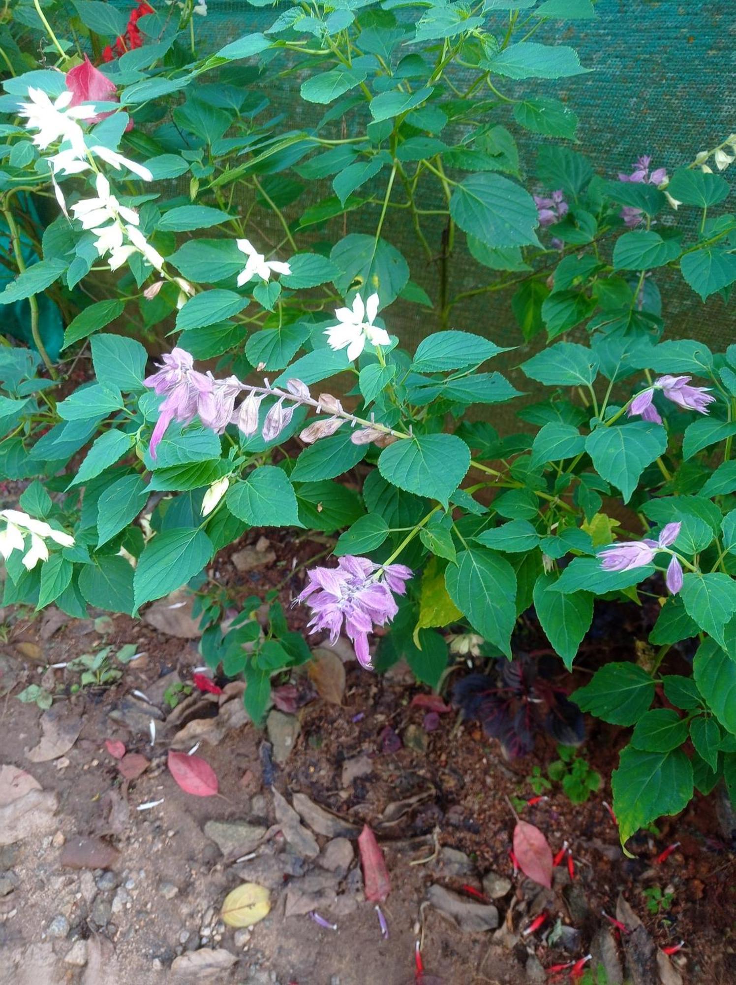 Munnar Home Stay Teadrops Plantation Villa Eksteriør bilde