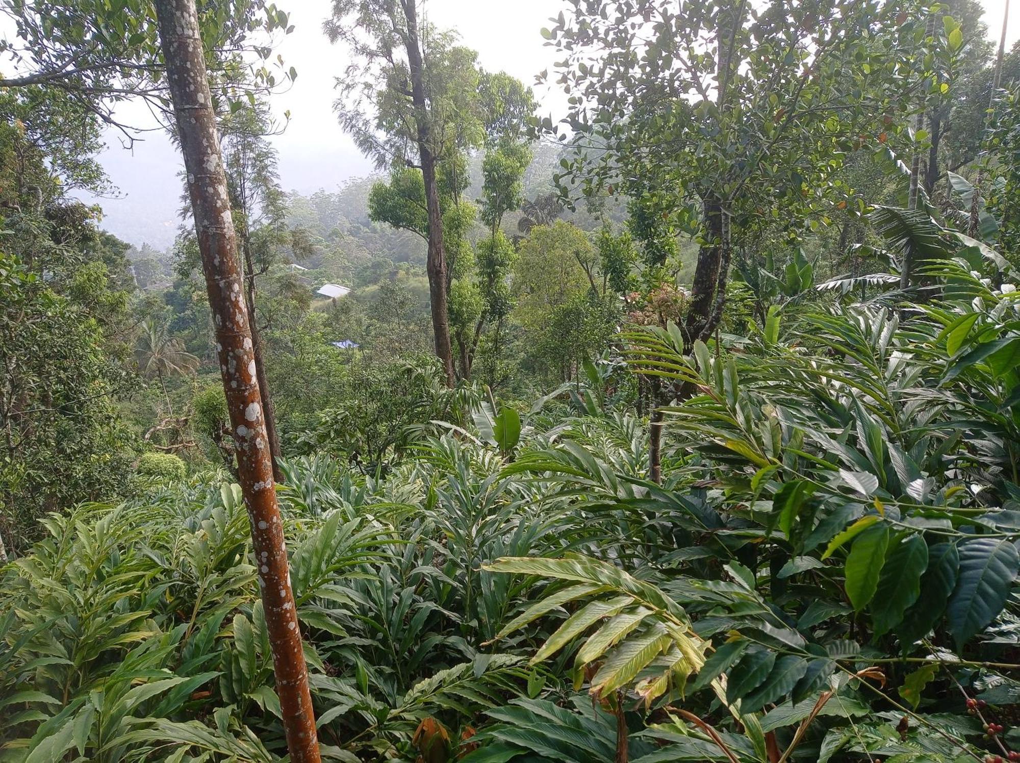 Munnar Home Stay Teadrops Plantation Villa Eksteriør bilde