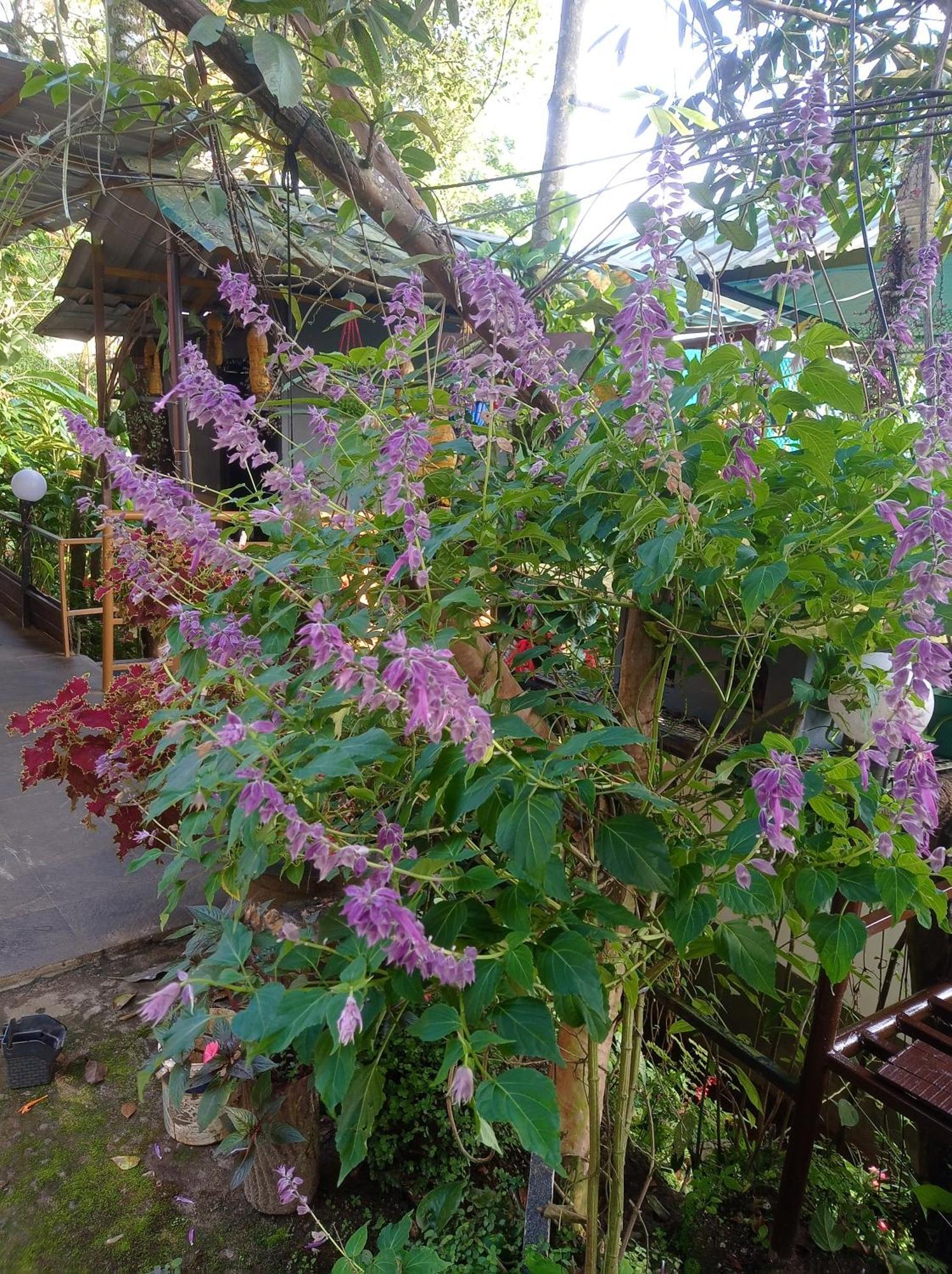 Munnar Home Stay Teadrops Plantation Villa Eksteriør bilde