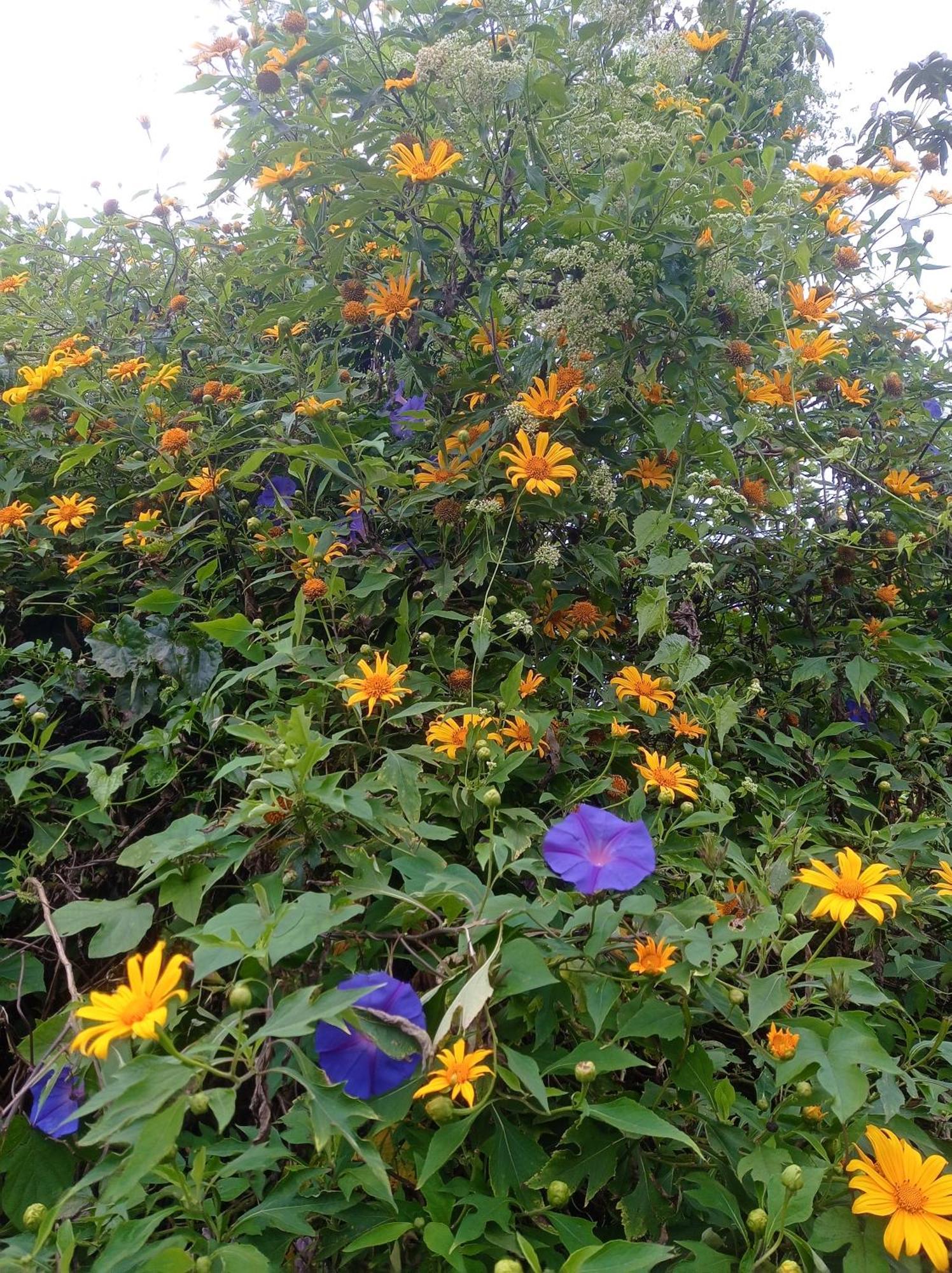 Munnar Home Stay Teadrops Plantation Villa Eksteriør bilde