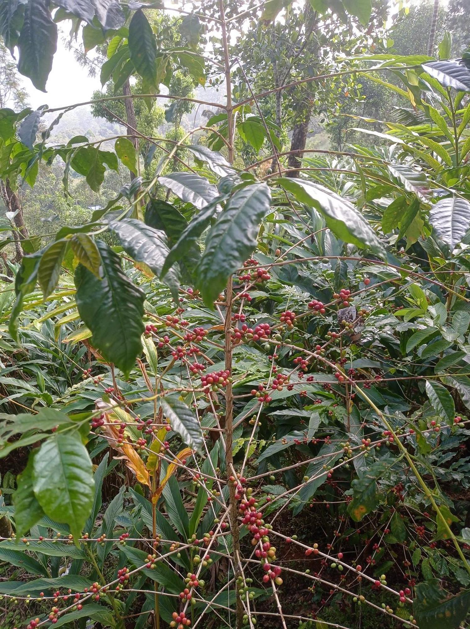 Munnar Home Stay Teadrops Plantation Villa Eksteriør bilde