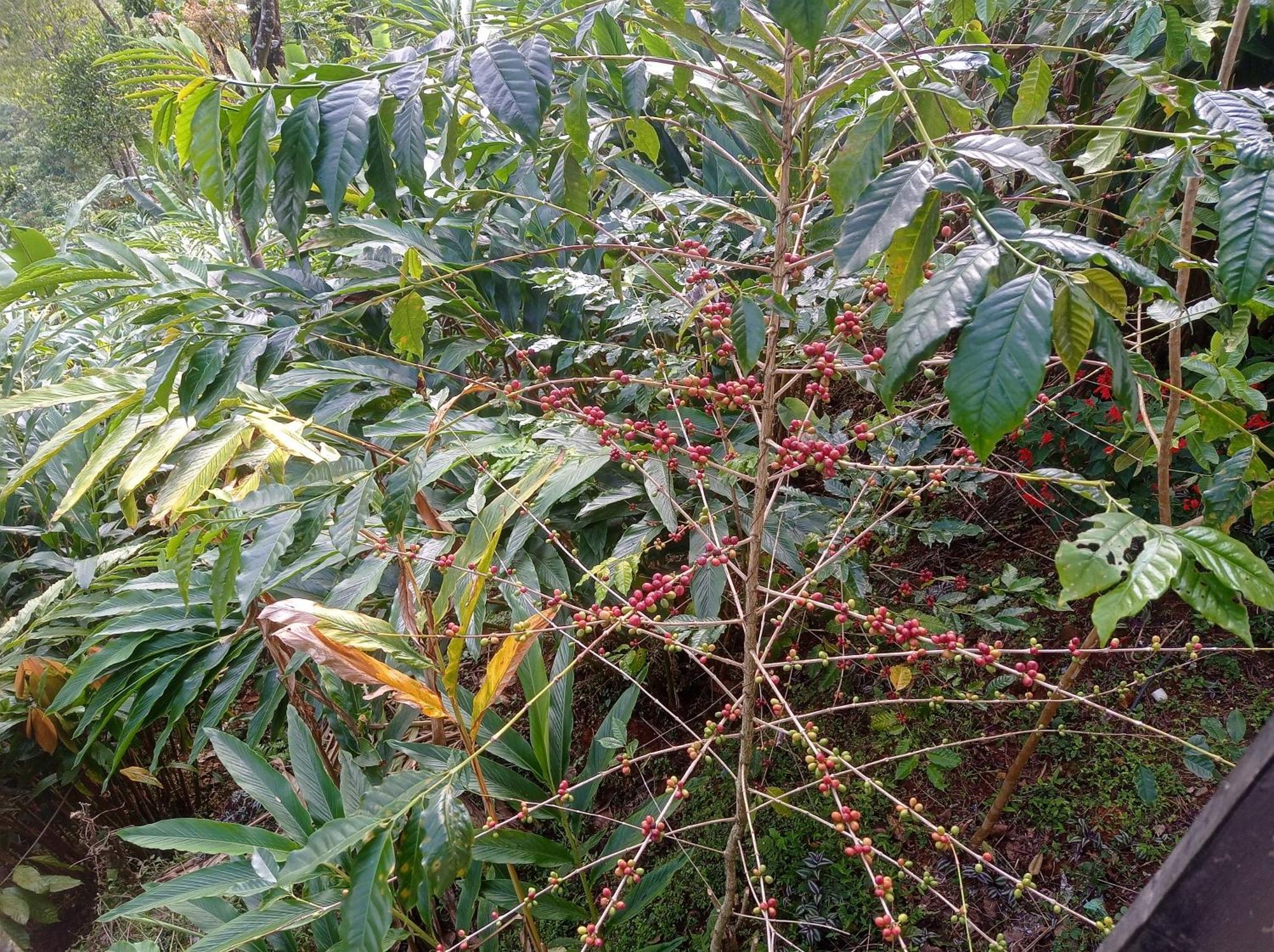 Munnar Home Stay Teadrops Plantation Villa Eksteriør bilde